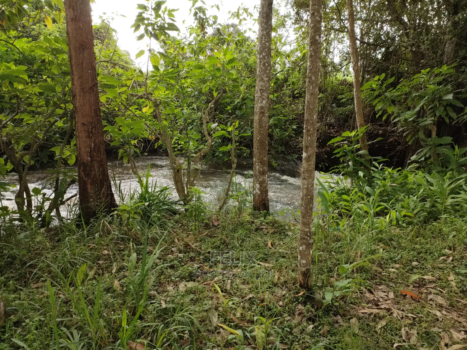 Karatina /Karura Half Acre With Coffee