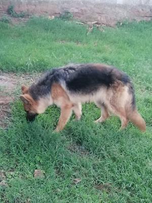 1+ Year Male Purebred German Shepherd - thumbnail 2