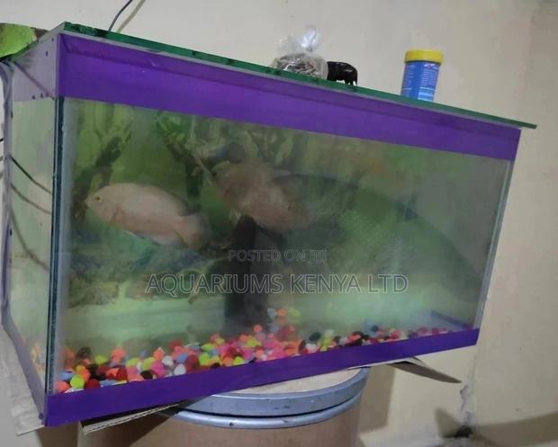 Purple Fish Aquarium - main view