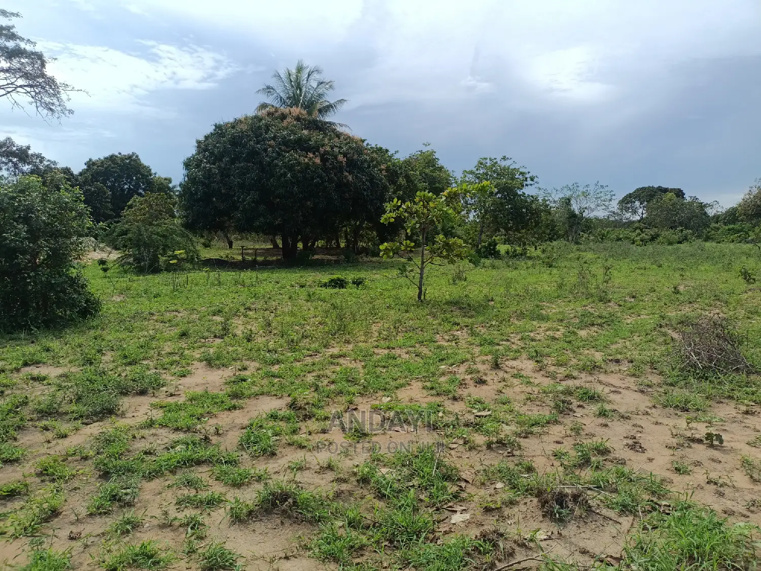 Dongo Kundu Land for Sale