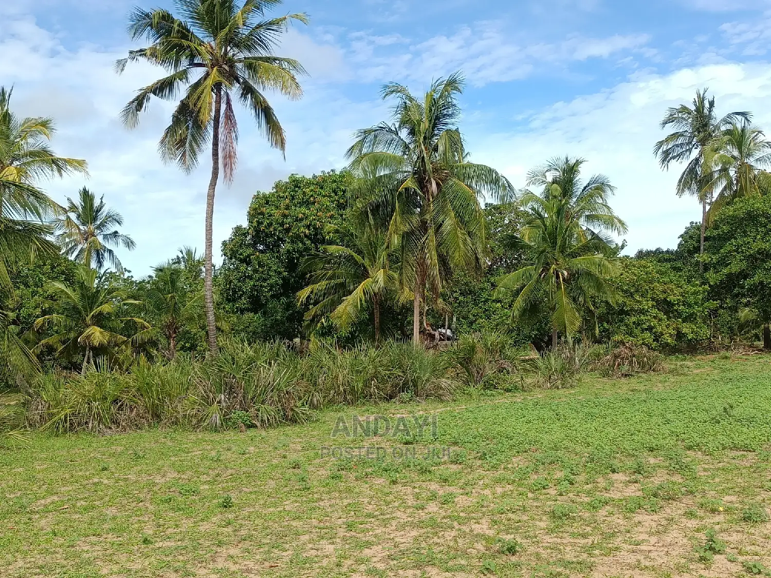 Dongo Kundu Land for Sale