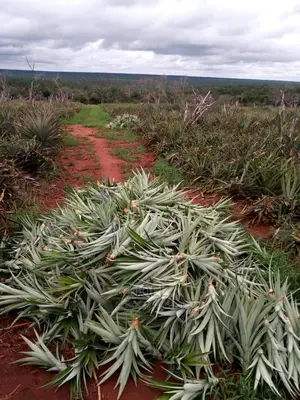 Malindi 400 Acres Land