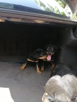 1-3 Month Female Purebred Rottweiler
