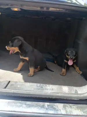 1-3 Month Female Purebred Rottweiler