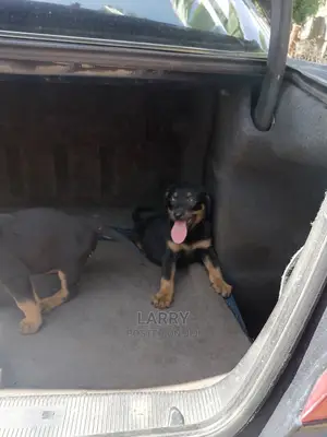 1-3 Month Female Purebred Rottweiler