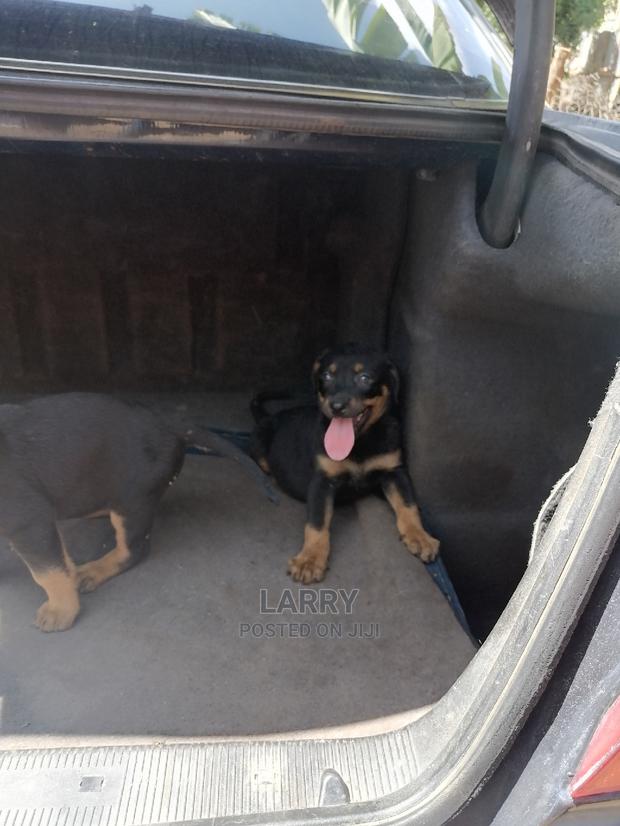 1-3 Month Female Purebred Rottweiler - thumbnail 3