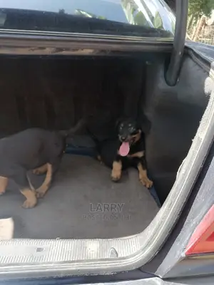 1-3 Month Female Purebred Rottweiler