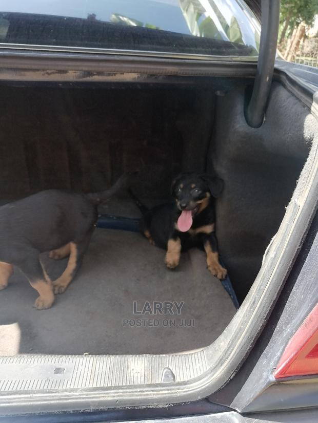 1-3 Month Female Purebred Rottweiler - thumbnail 4