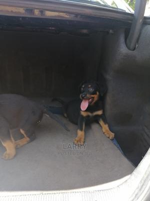 1-3 Month Female Purebred Rottweiler - thumbnail 2