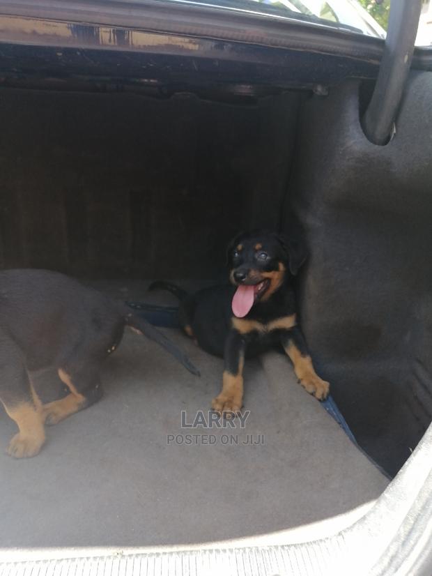 1-3 Month Female Purebred Rottweiler - main view