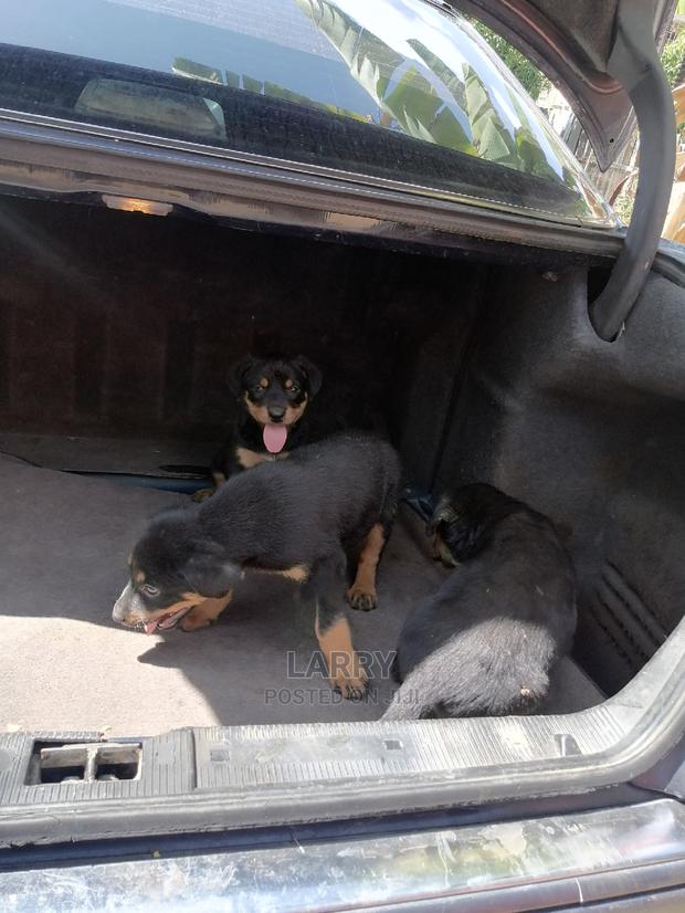 1-3 Month Female Purebred Rottweiler - thumbnail 5