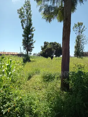 Half a Acre on Sale at Kenol Town.