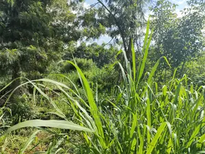 Karatina Ichuga/Kiawarigi Half Acre