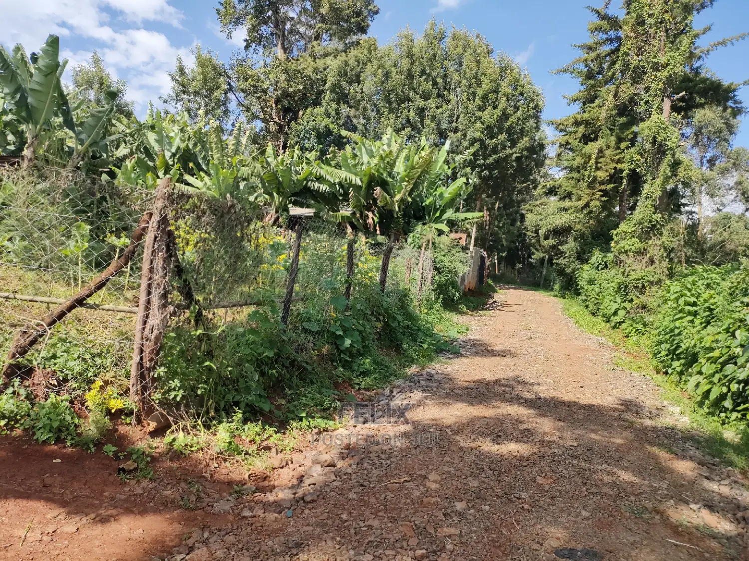 Karatina Ichuga/Kiawarigi Half Acre