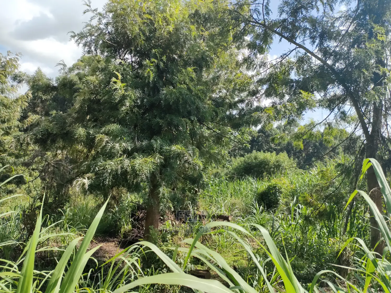 Karatina Ichuga/Kiawarigi Half Acre
