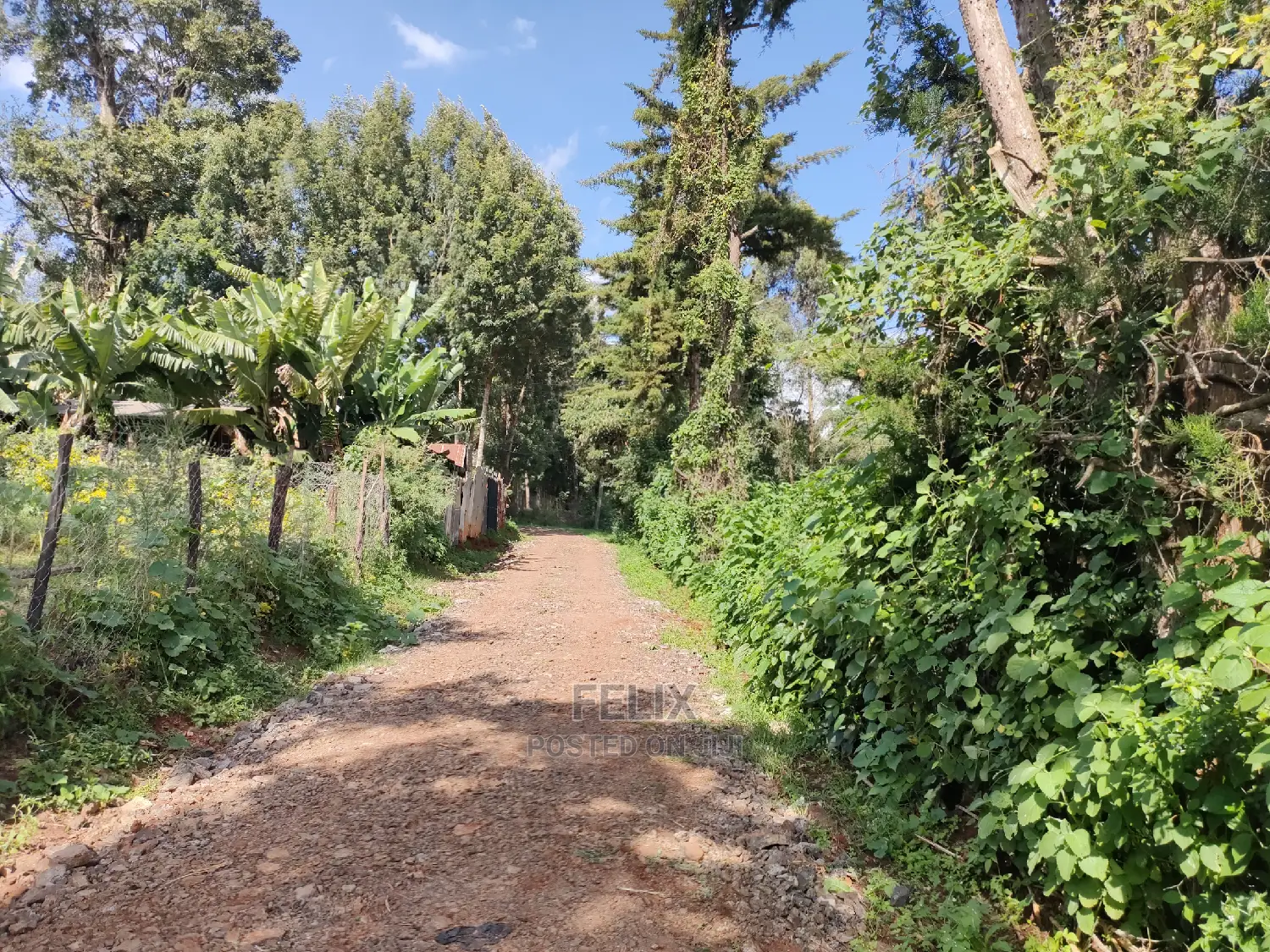 Karatina Ichuga/Kiawarigi Half Acre