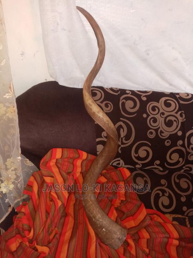 Shofar Horn - main view