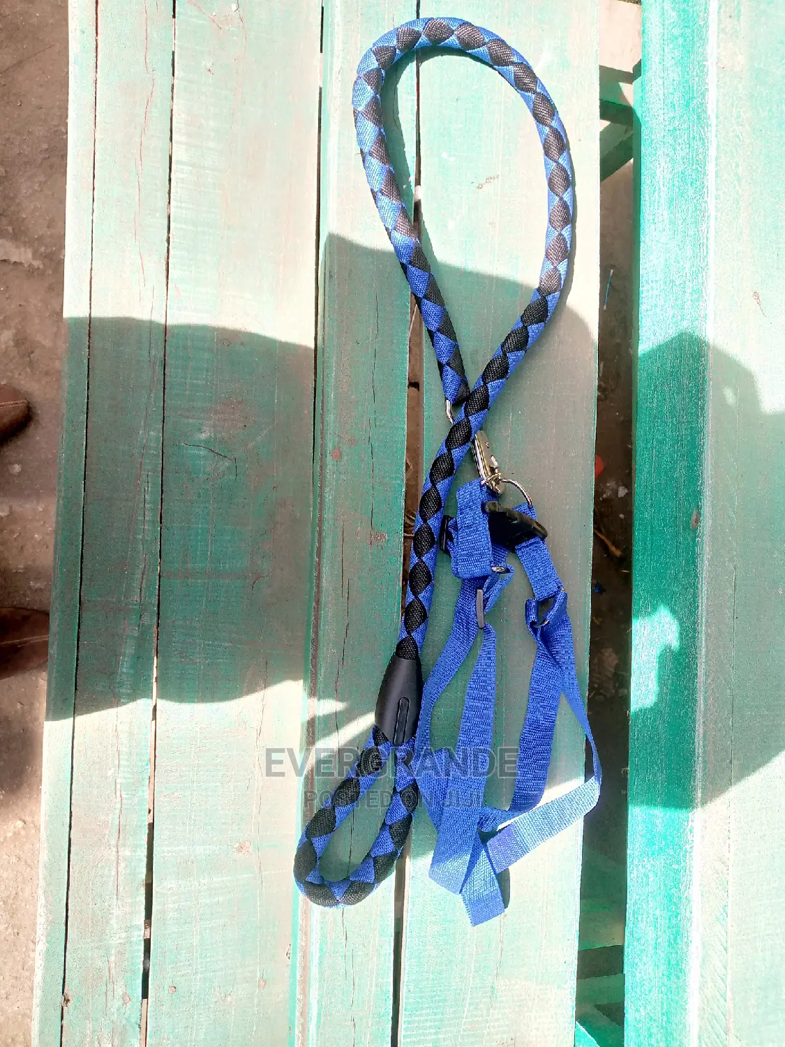 Mature Dog Dog Leash