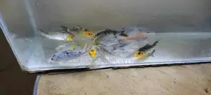 Long Fin Koifish , Aquarium Fish