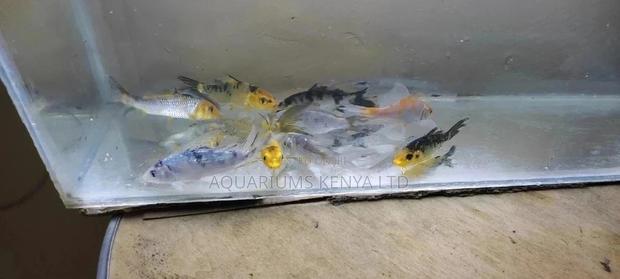 Long Fin Koifish , Aquarium Fish - main view