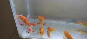 Mixed Breed Goldfish, Aquarium Fish - main view