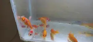 Mixed Breed Goldfish, Aquarium Fish