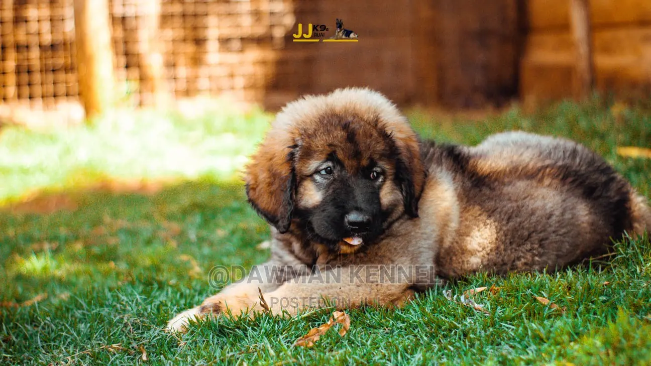 1-3 Month Male Purebred Caucasian Shepherd
