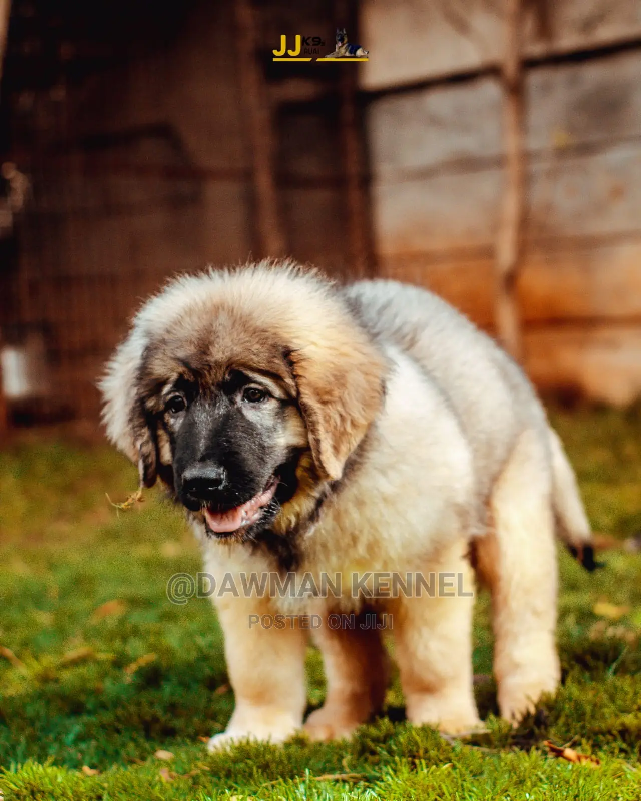1-3 Month Male Purebred Caucasian Shepherd