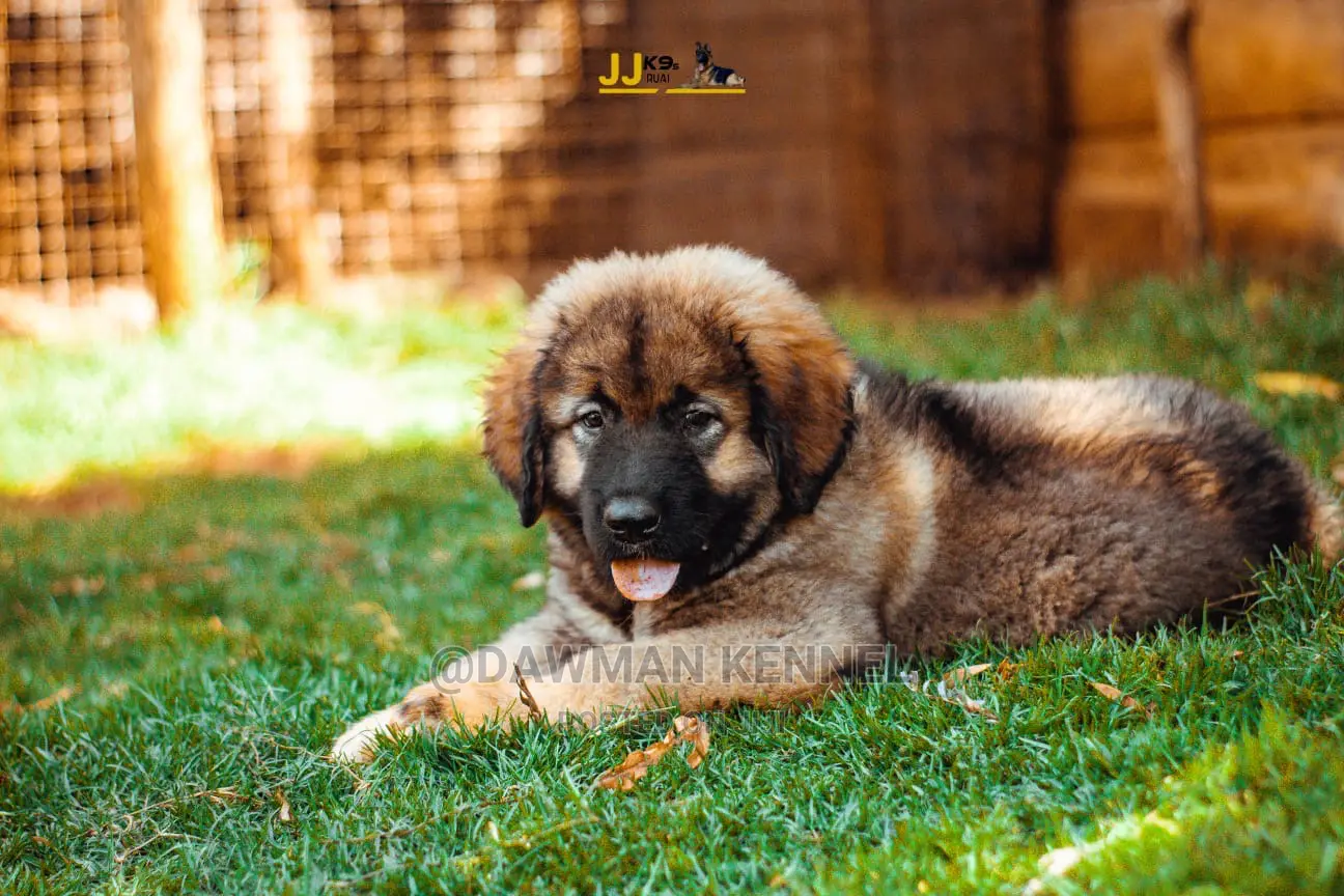 1-3 Month Male Purebred Caucasian Shepherd