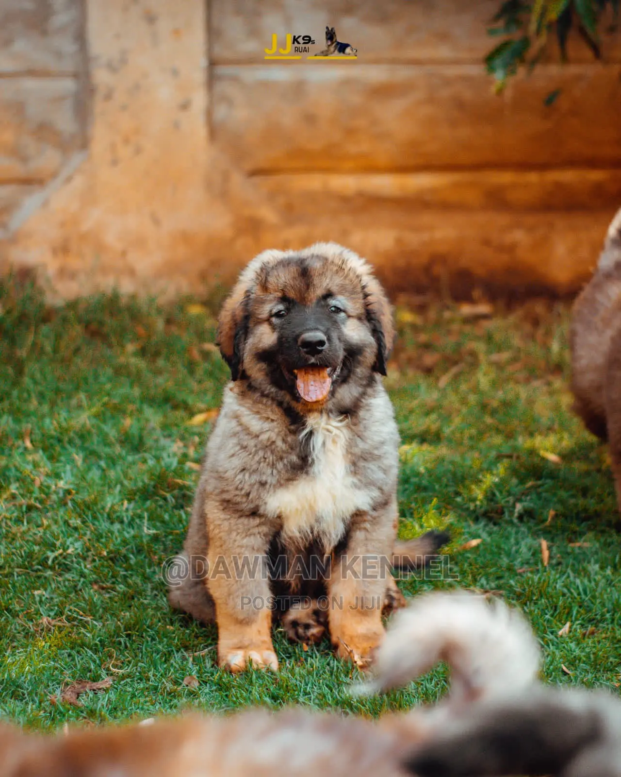 1-3 Month Male Purebred Caucasian Shepherd