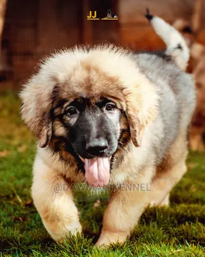 1-3 Month Male Purebred Caucasian Shepherd