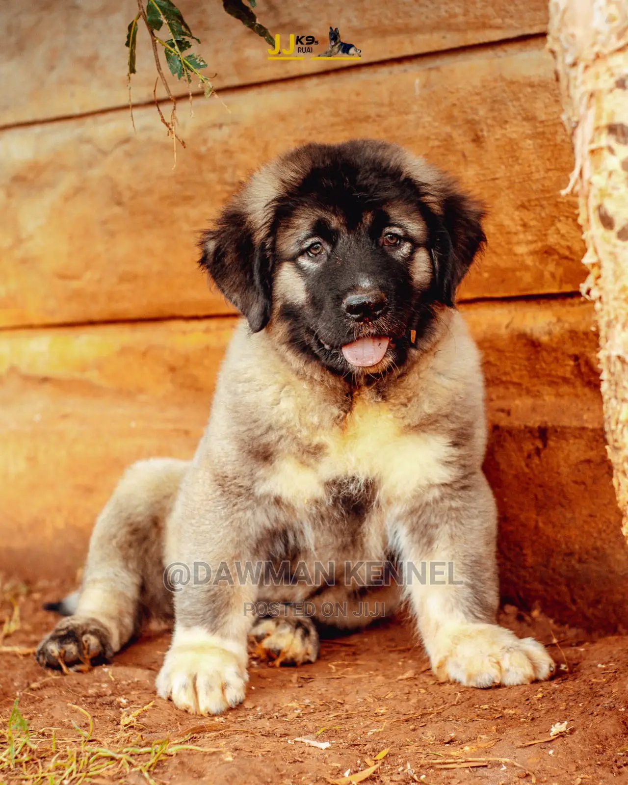 1-3 Month Male Purebred Caucasian Shepherd