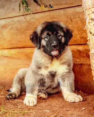 1-3 Month Male Purebred Caucasian Shepherd