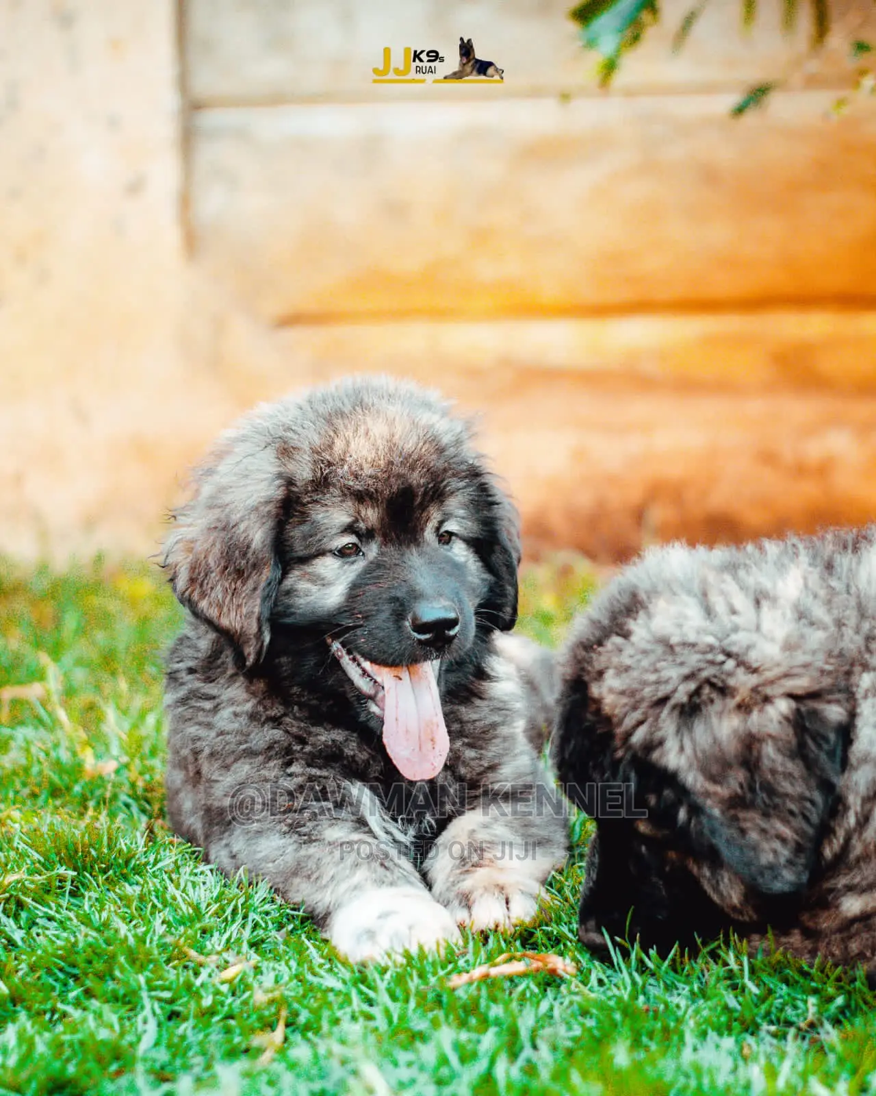1-3 Month Male Purebred Caucasian Shepherd