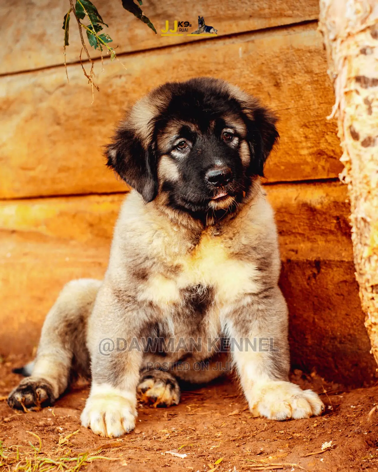 1-3 Month Male Purebred Caucasian Shepherd