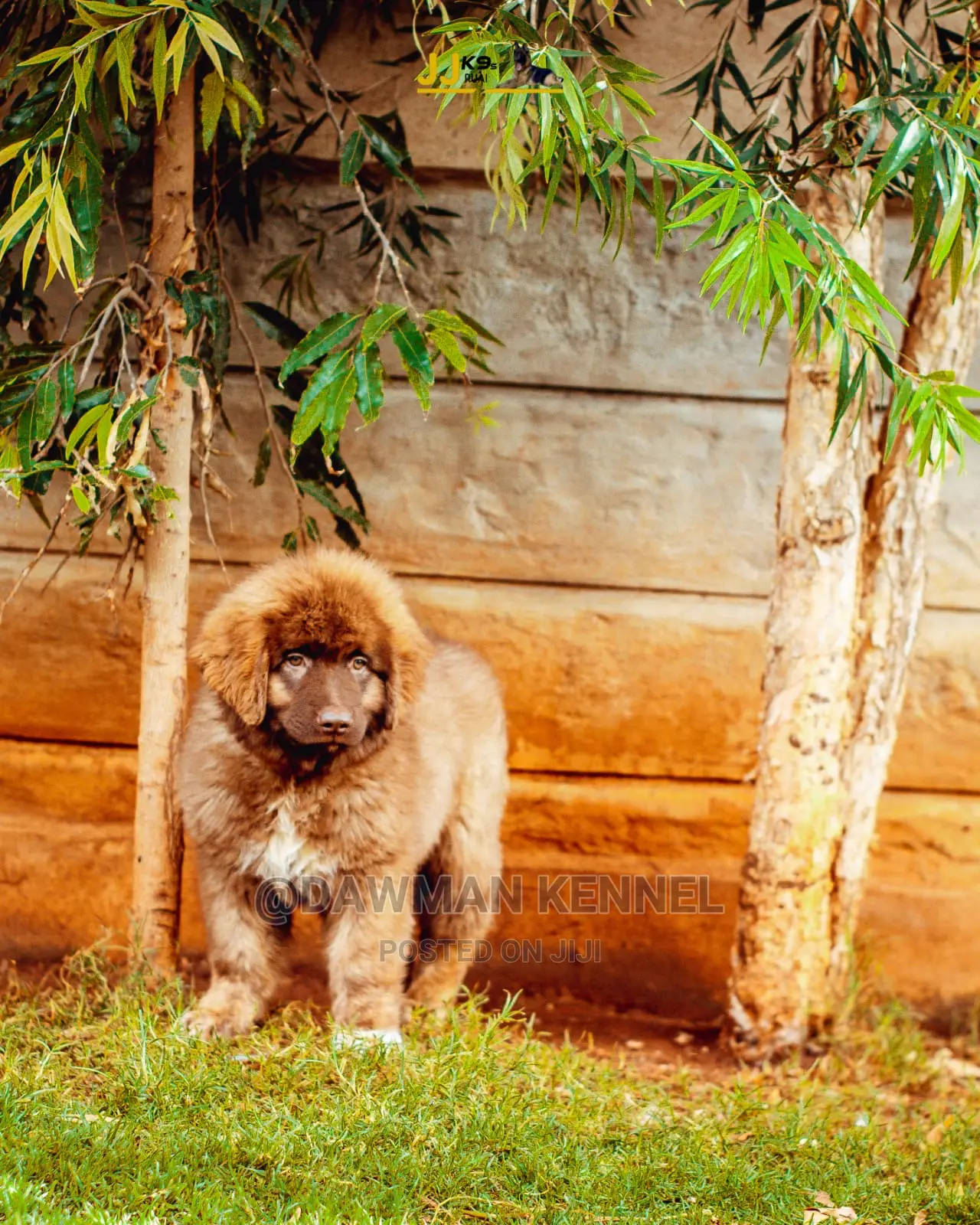 1-3 Month Male Purebred Caucasian Shepherd