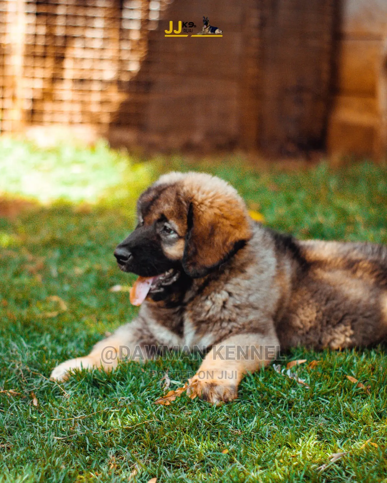 1-3 Month Male Purebred Caucasian Shepherd