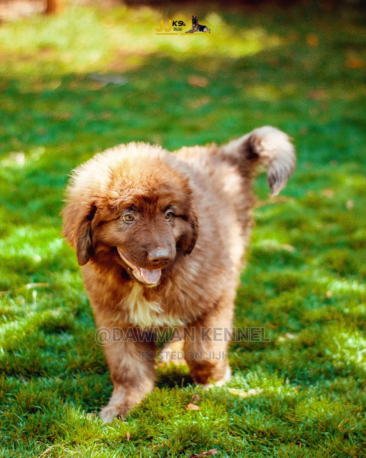 1-3 Month Male Purebred Caucasian Shepherd