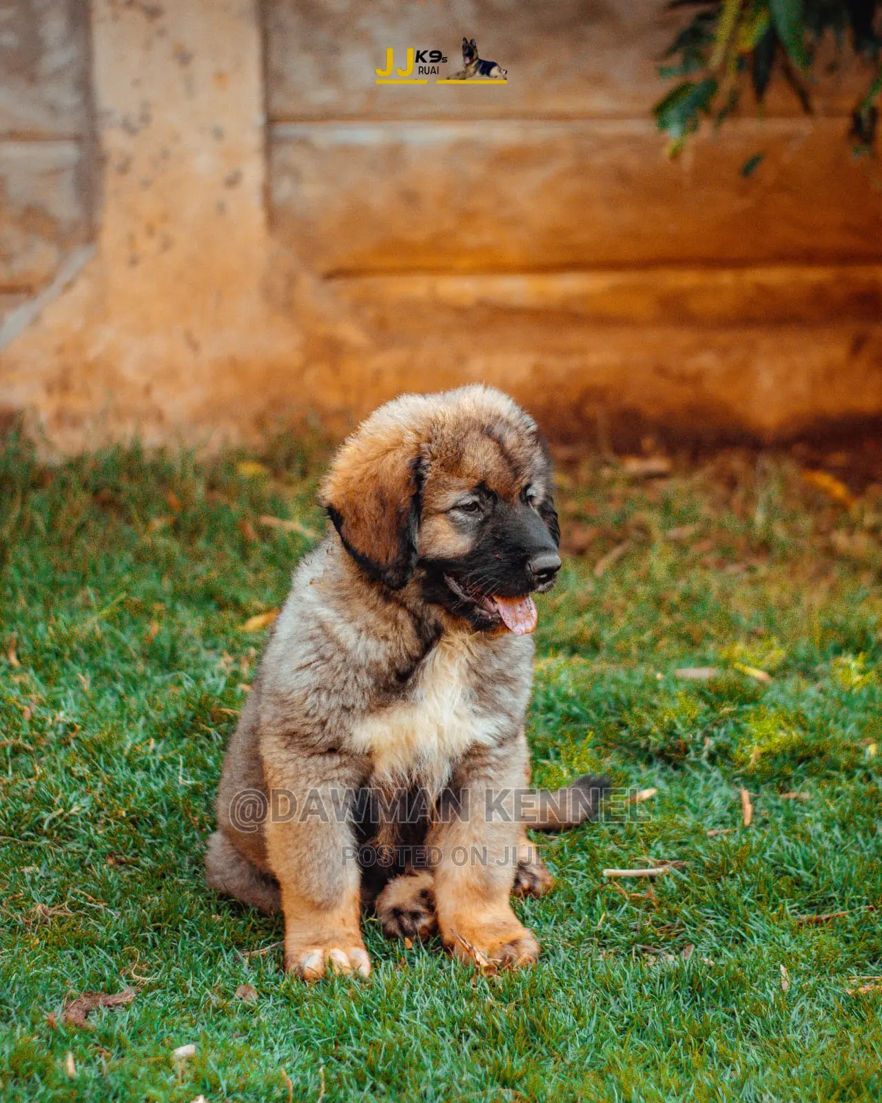 1-3 Month Male Purebred Caucasian Shepherd