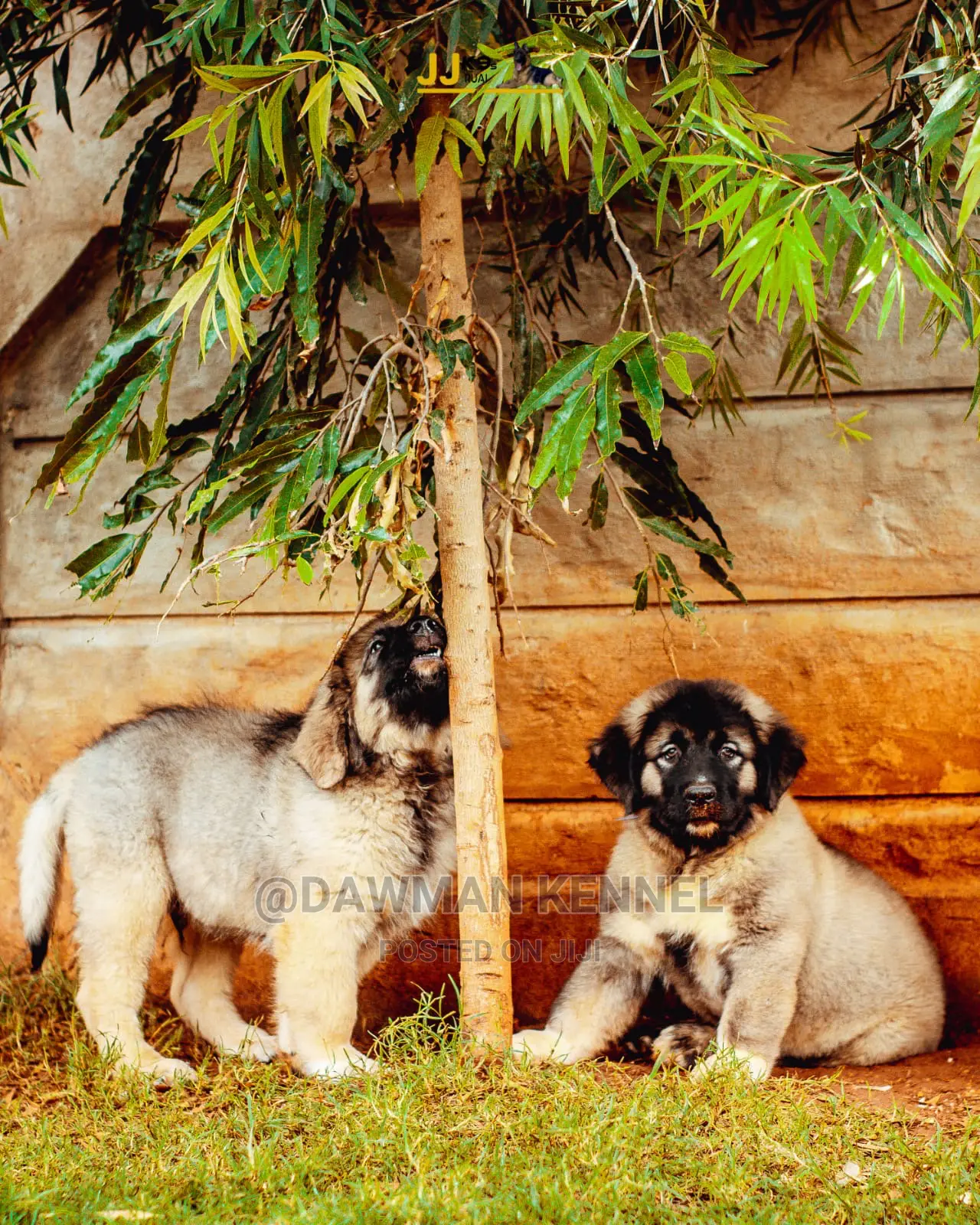 1-3 Month Male Purebred Caucasian Shepherd