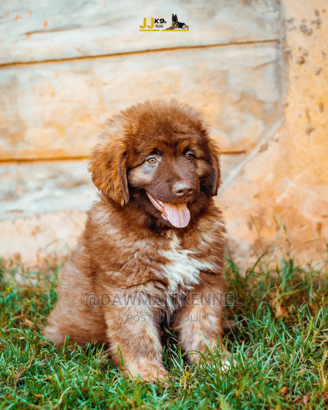 1-3 Month Male Purebred Caucasian Shepherd