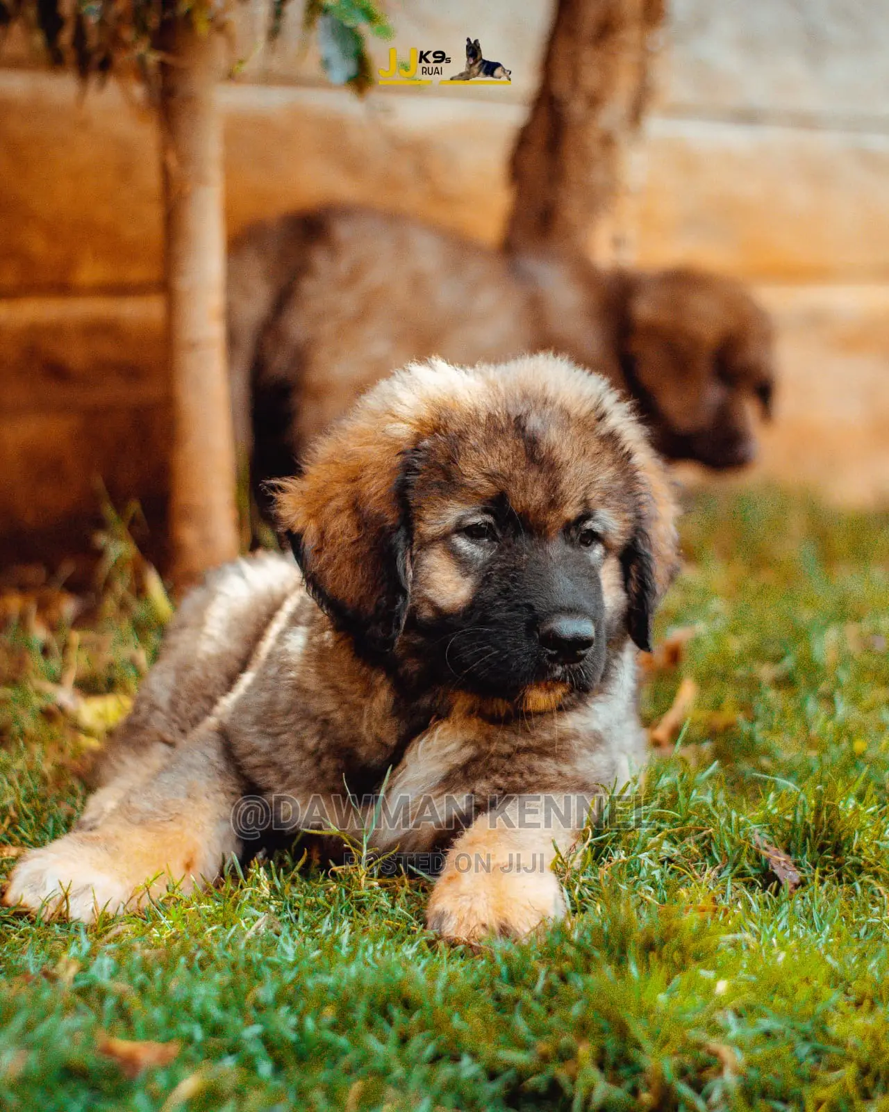 1-3 Month Male Purebred Caucasian Shepherd