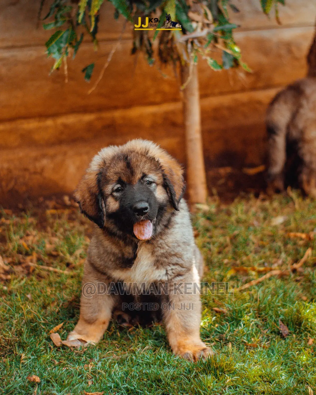 1-3 Month Male Purebred Caucasian Shepherd
