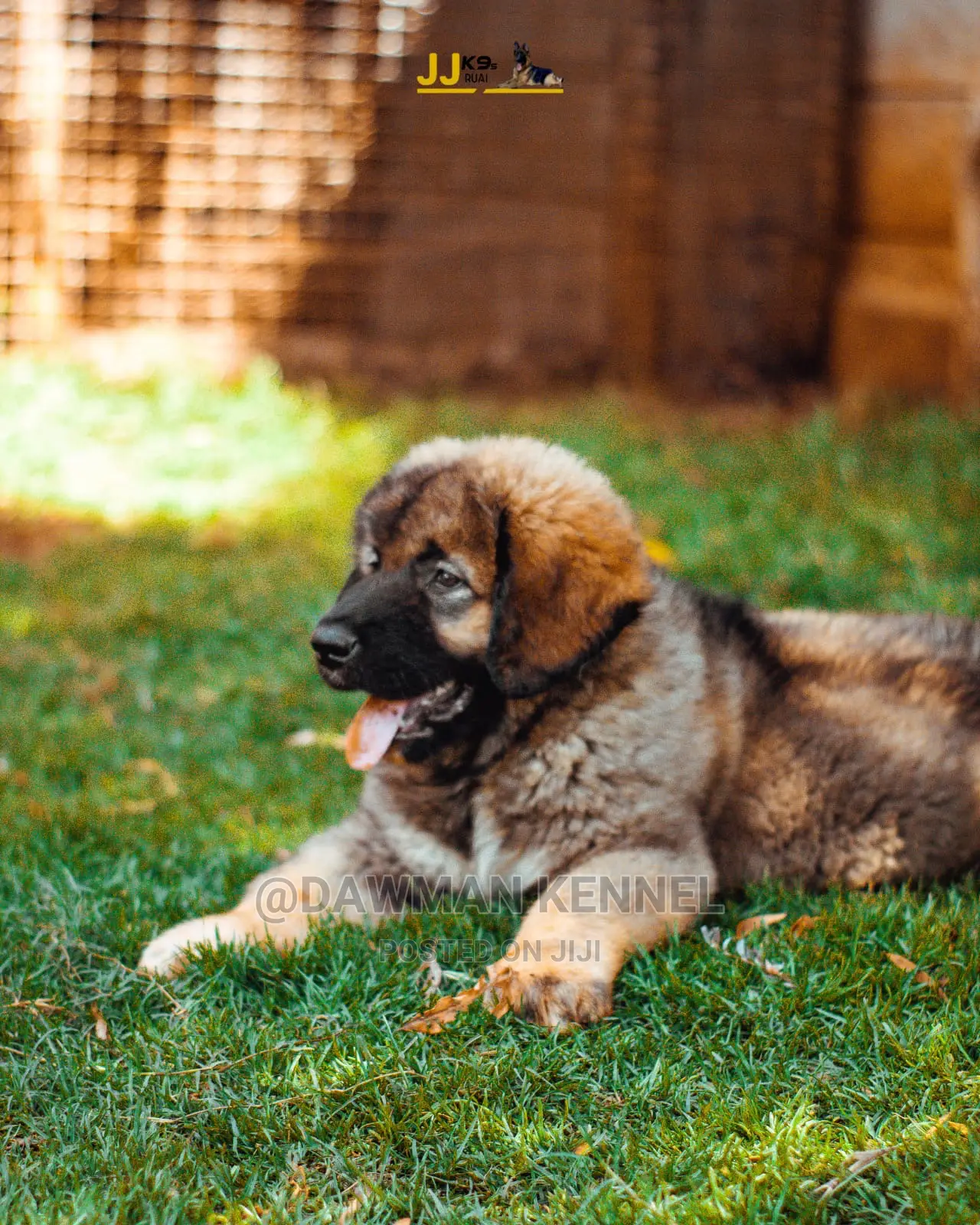 1-3 Month Male Purebred Caucasian Shepherd