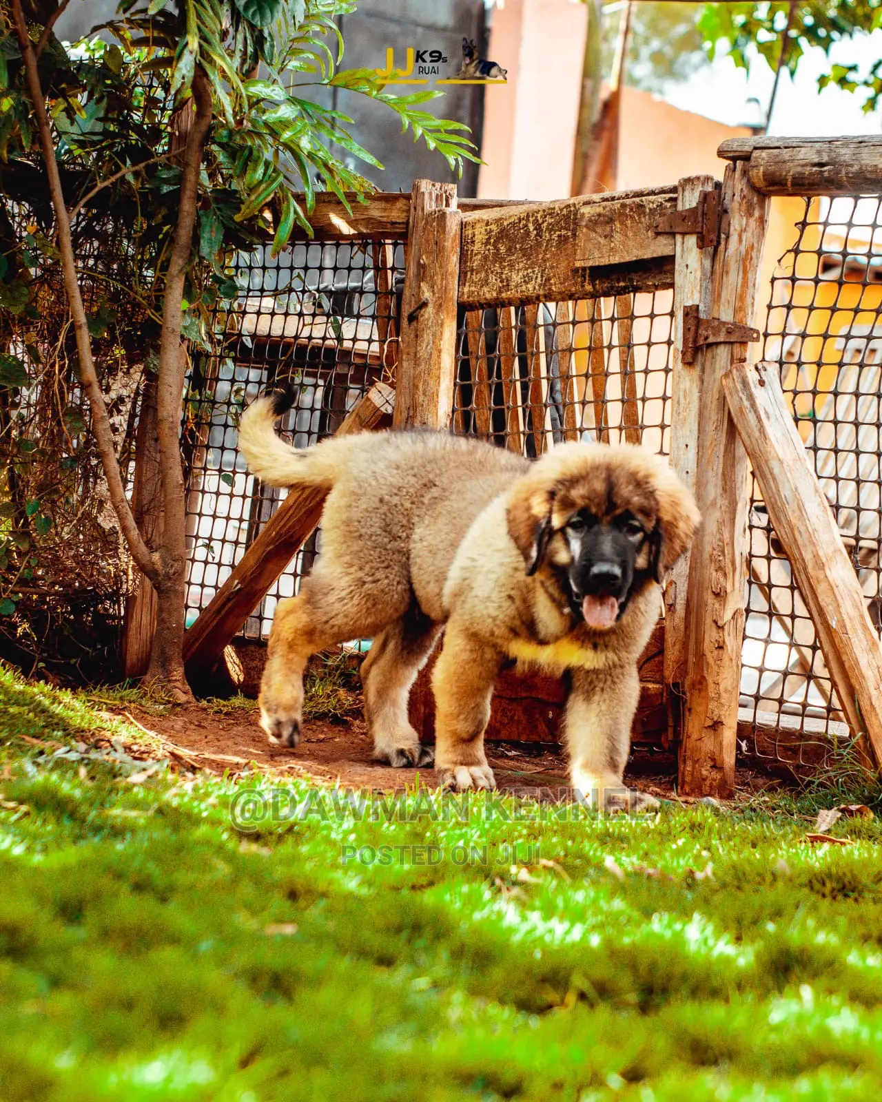 1-3 Month Male Purebred Caucasian Shepherd