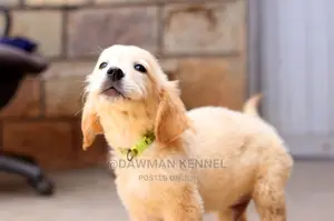 1-3 Month Male Purebred Golden Retriever