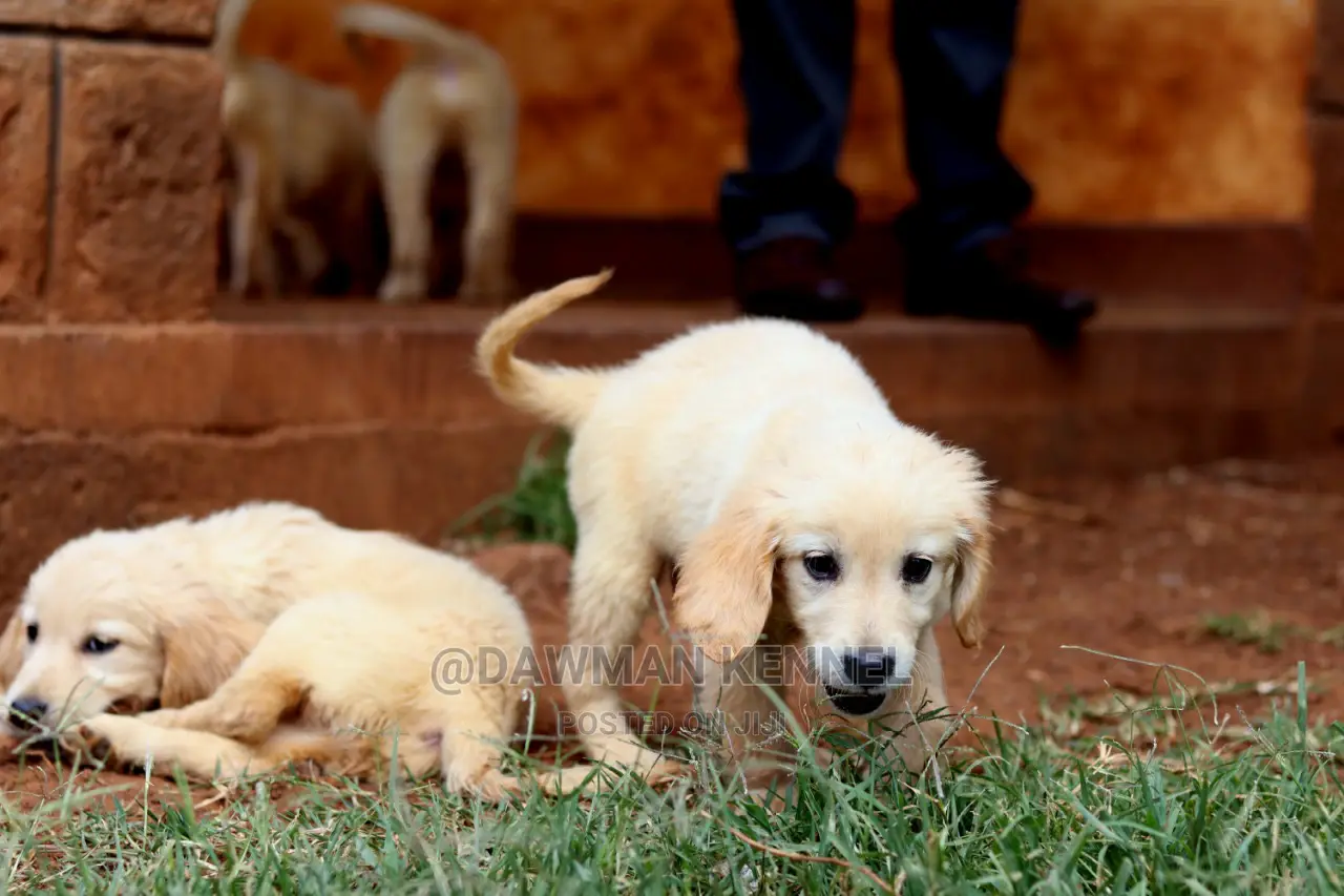 1-3 Month Male Purebred Golden Retriever