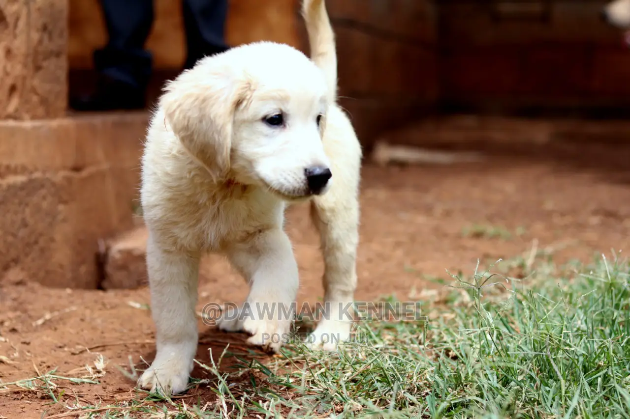 1-3 Month Male Purebred Golden Retriever