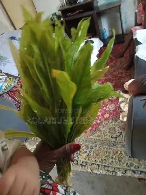 Echinodorus , Amazon Sword Plants , Live Aquatic Plants