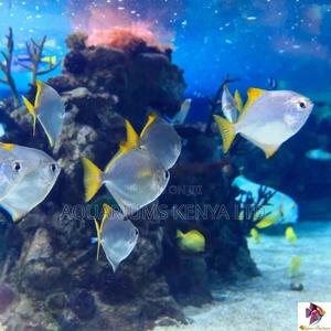 Monodactylus , Brakish Water, Aquarium Fish - thumbnail 2